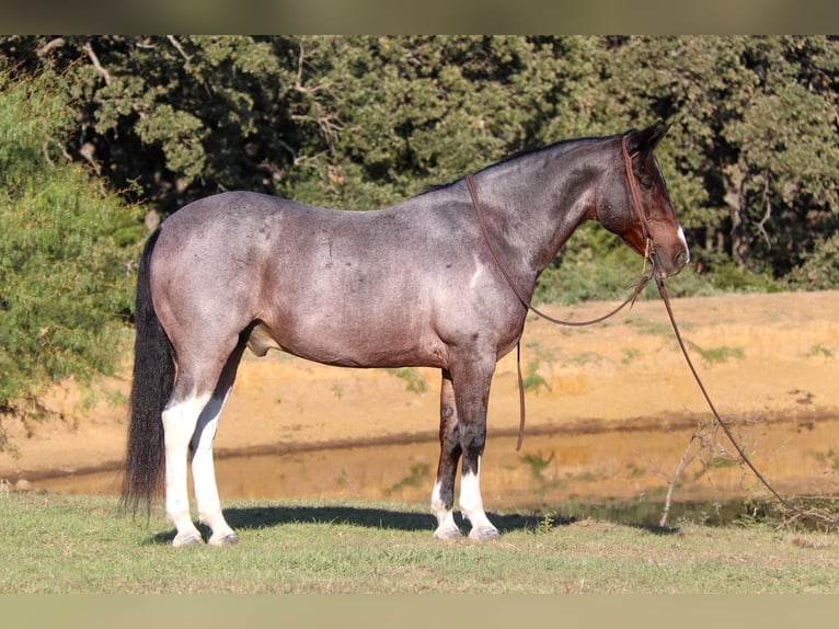 American Quarter Horse Castrone 13 Anni 147 cm Baio roano in Cleburne tx