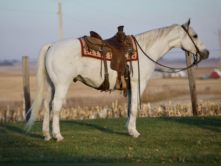 American Quarter Horse Castrone 13 Anni 147 cm Grigio in Bernard IA