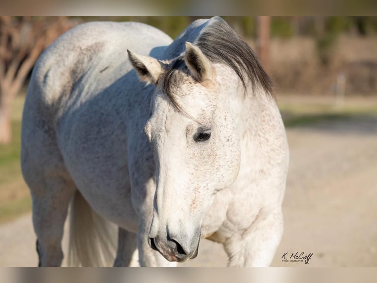 American Quarter Horse Castrone 13 Anni 147 cm Grigio in Ravenna, TX