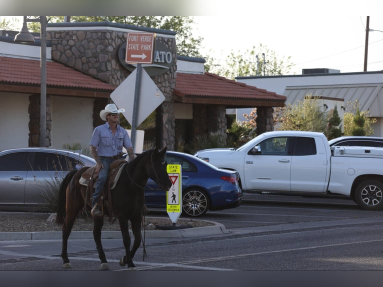 American Quarter Horse Castrone 13 Anni 147 cm Morello in Camp Verde AZ