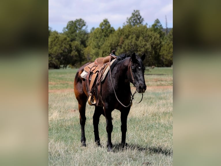 American Quarter Horse Castrone 13 Anni 147 cm Morello in Camp Verde AZ