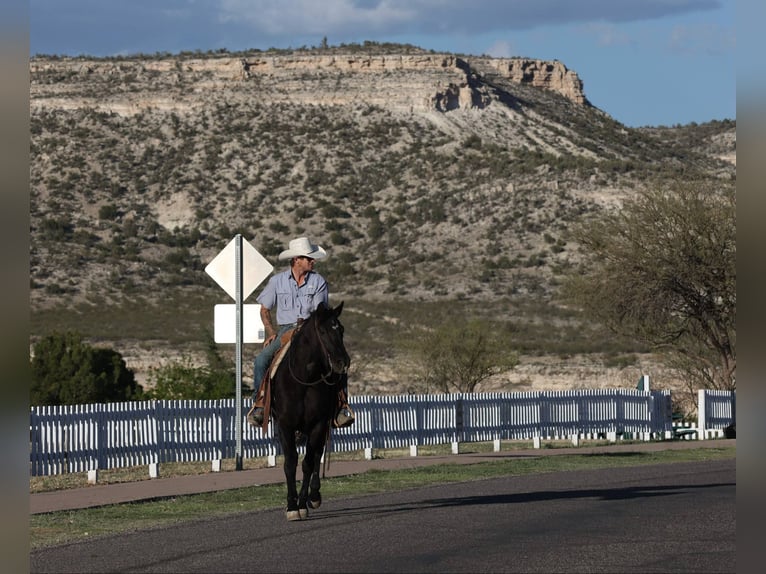 American Quarter Horse Castrone 13 Anni 147 cm Morello in Camp Verde AZ