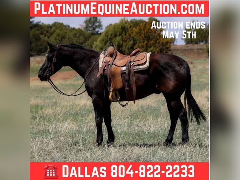 American Quarter Horse Castrone 13 Anni 147 cm Morello in Camp Verde AZ