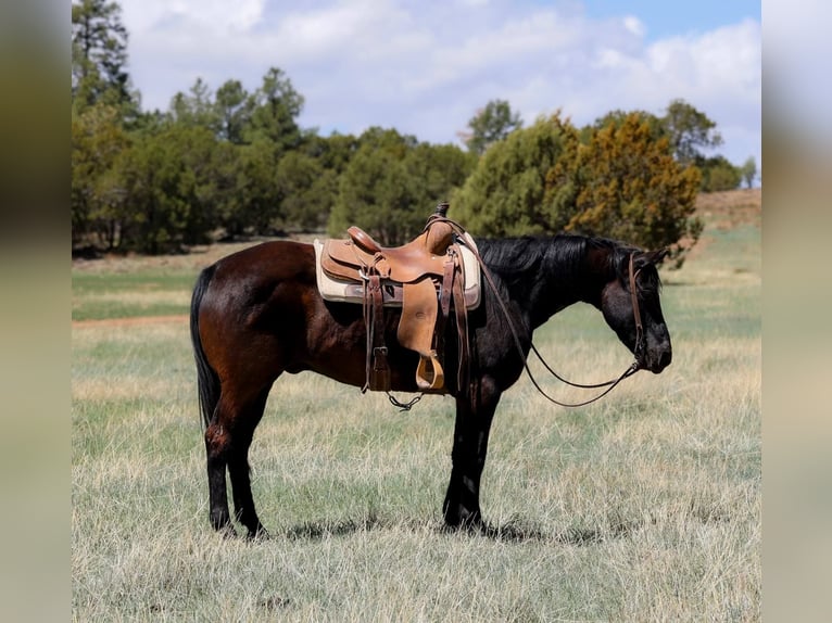 American Quarter Horse Castrone 13 Anni 147 cm Morello in Camp Verde AZ