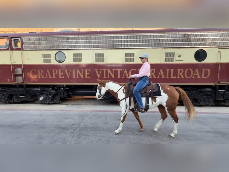 American Quarter Horse Castrone 13 Anni 147 cm Overo-tutti i colori in Weatherford TX