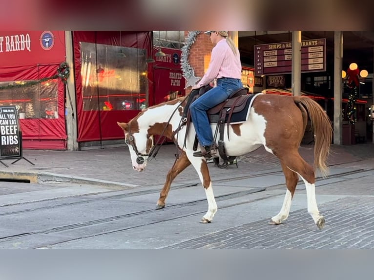 American Quarter Horse Castrone 13 Anni 147 cm Overo-tutti i colori in Weatherford TX