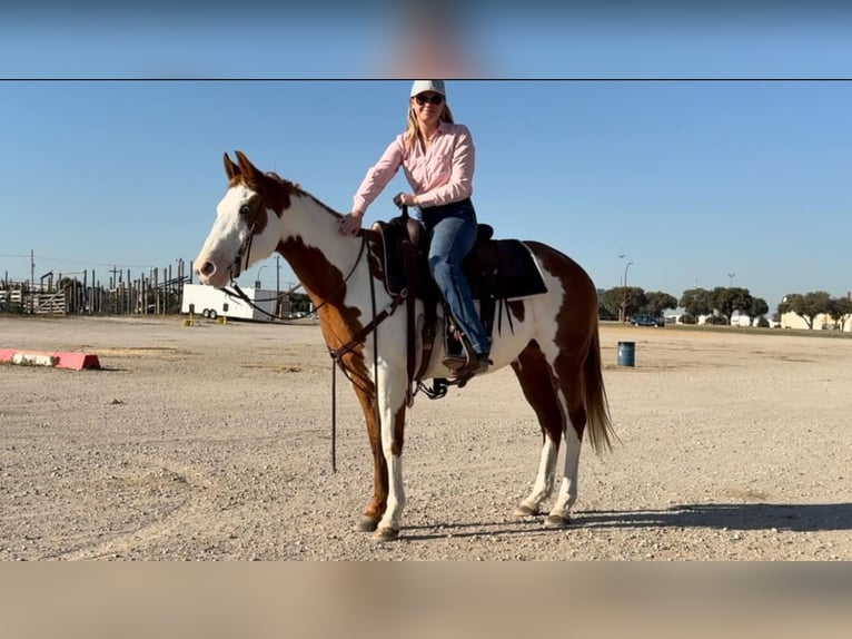 American Quarter Horse Castrone 13 Anni 147 cm Overo-tutti i colori in Weatherford TX