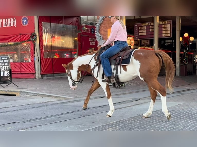 American Quarter Horse Castrone 13 Anni 147 cm in Weatherford TX