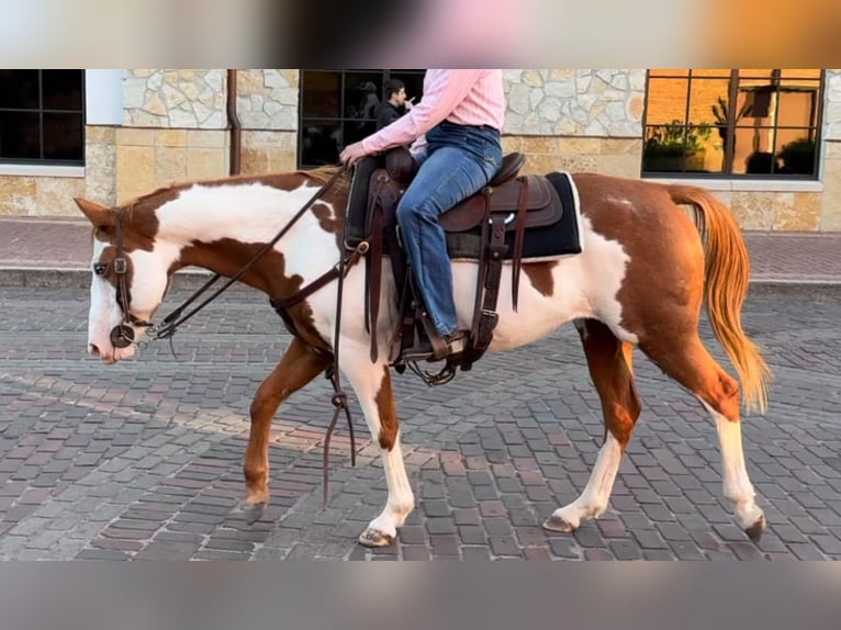 American Quarter Horse Castrone 13 Anni 147 cm in Weatherford TX