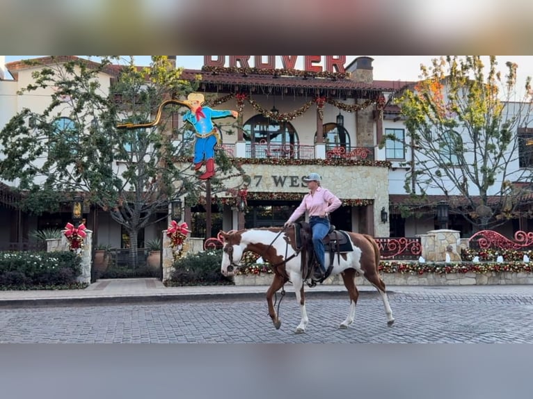 American Quarter Horse Castrone 13 Anni 147 cm in Weatherford TX