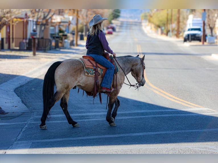 American Quarter Horse Castrone 13 Anni 147 cm Pelle di daino in Camp Verde