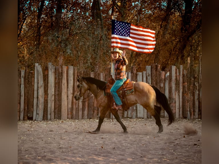 American Quarter Horse Castrone 13 Anni 147 cm Pelle di daino in Camp Verde