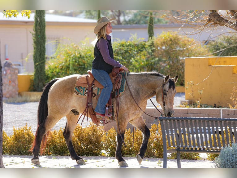 American Quarter Horse Castrone 13 Anni 147 cm Pelle di daino in Camp Verde