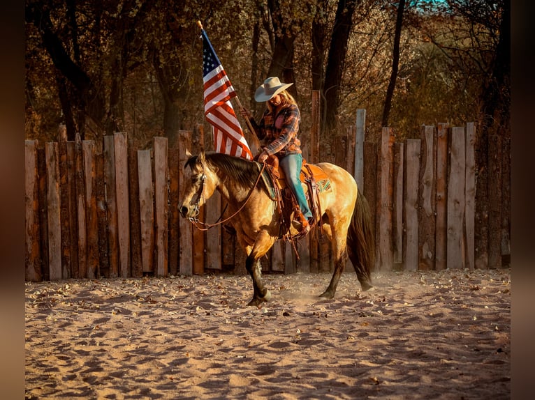 American Quarter Horse Castrone 13 Anni 147 cm Pelle di daino in Camp Verde