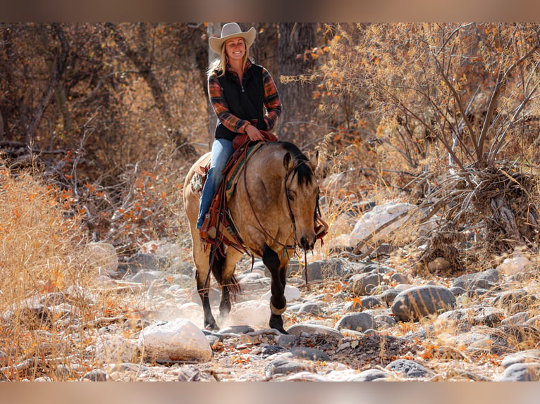 American Quarter Horse Castrone 13 Anni 147 cm Pelle di daino in Camp Verde