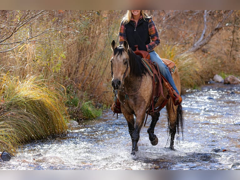 American Quarter Horse Castrone 13 Anni 147 cm Pelle di daino in Camp Verde