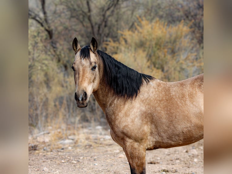 American Quarter Horse Castrone 13 Anni 147 cm Pelle di daino in Camp Verde