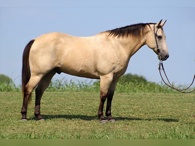 American Quarter Horse Castrone 13 Anni 147 cm Pelle di daino in Brodhead KY