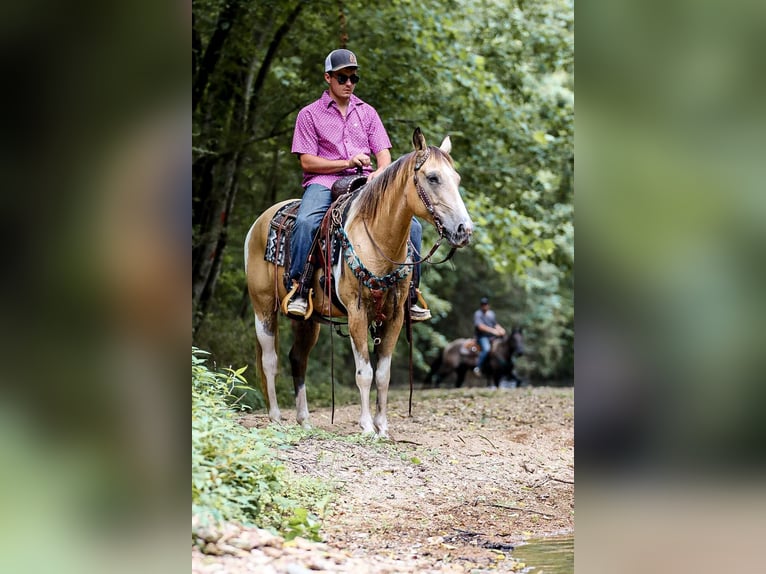 American Quarter Horse Castrone 13 Anni 147 cm Pelle di daino in Santa Fe TN