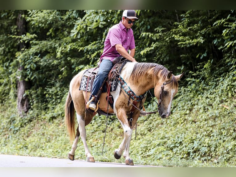 American Quarter Horse Castrone 13 Anni 147 cm Pelle di daino in Santa Fe TN