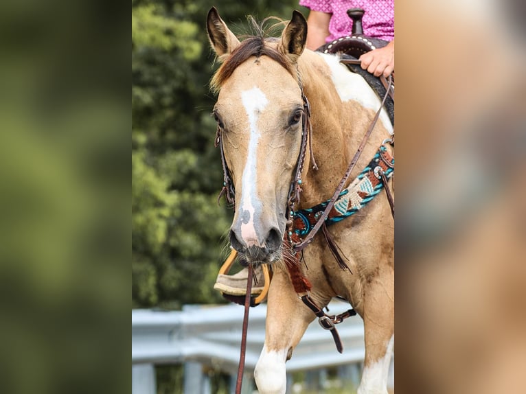 American Quarter Horse Castrone 13 Anni 147 cm Pelle di daino in Santa Fe TN