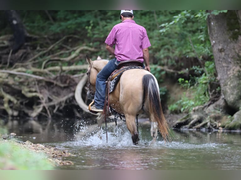 American Quarter Horse Castrone 13 Anni 147 cm Pelle di daino in Santa Fe TN