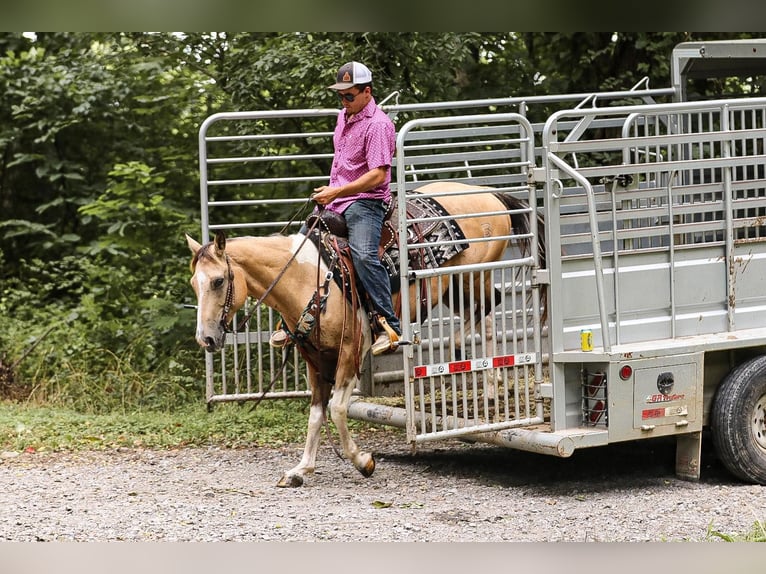 American Quarter Horse Castrone 13 Anni 147 cm Pelle di daino in Santa Fe TN