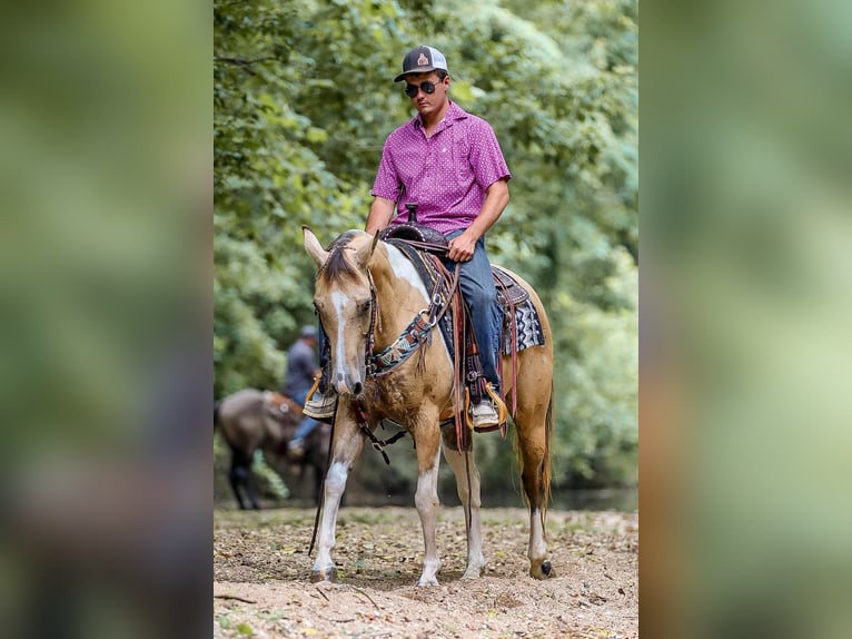 American Quarter Horse Castrone 13 Anni 147 cm Pelle di daino in Santa Fe TN