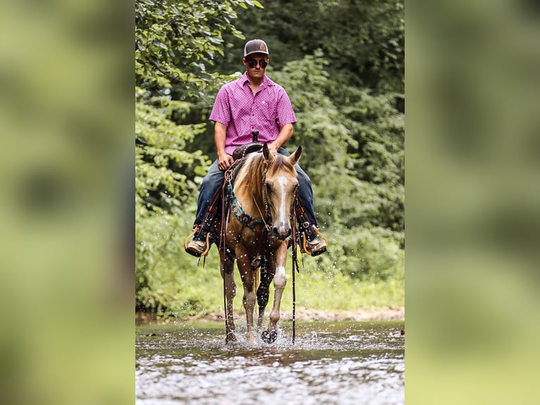 American Quarter Horse Castrone 13 Anni 147 cm Pelle di daino in Santa Fe TN