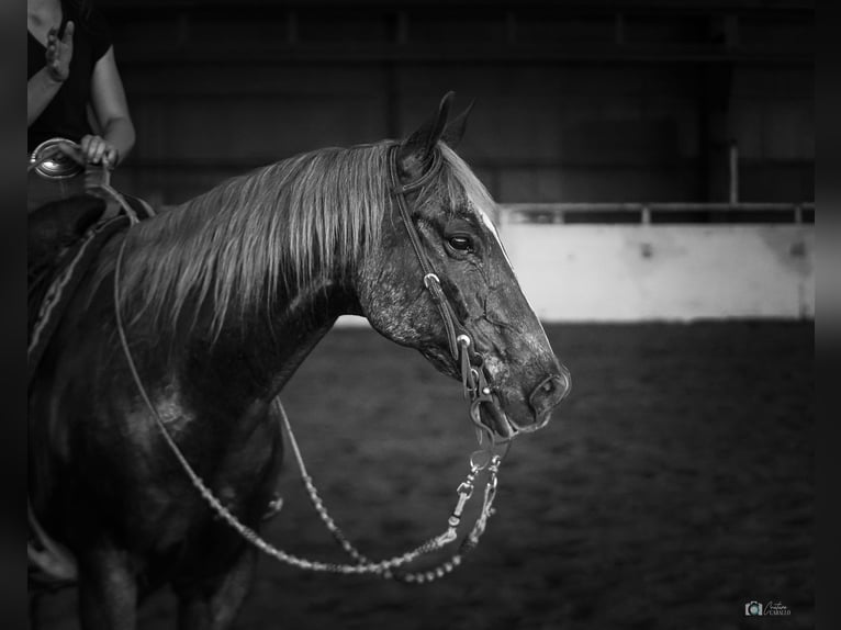 American Quarter Horse Castrone 13 Anni 147 cm Roano rosso in Addison, TX