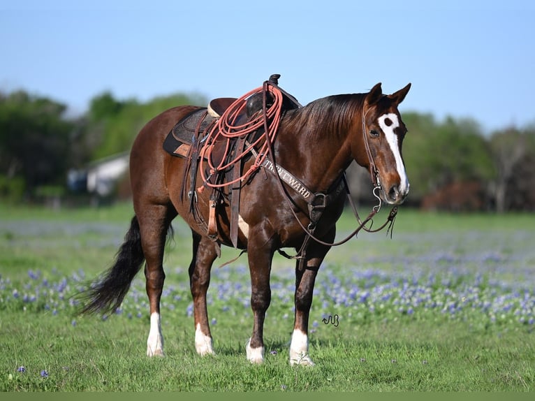 American Quarter Horse Castrone 13 Anni 147 cm Sauro ciliegia in Waco
