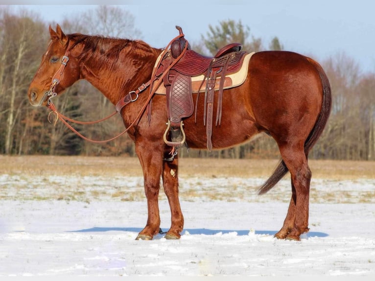 American Quarter Horse Mix Castrone 13 Anni 147 cm Sauro ciliegia in Shippenville, PA
