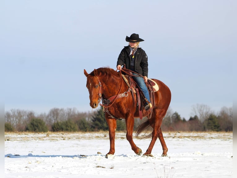 American Quarter Horse Mix Castrone 13 Anni 147 cm Sauro ciliegia in Shippenville, PA