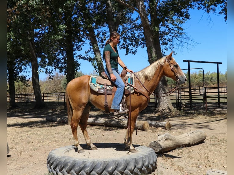 American Quarter Horse Castrone 13 Anni 147 cm Sauro scuro in Pleasant Grove CA