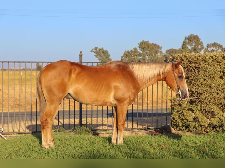 American Quarter Horse Castrone 13 Anni 147 cm Sauro scuro in Pleasant Grove CA