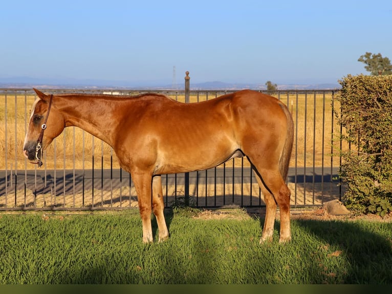 American Quarter Horse Castrone 13 Anni 147 cm Sauro scuro in Pleasant Grove CA