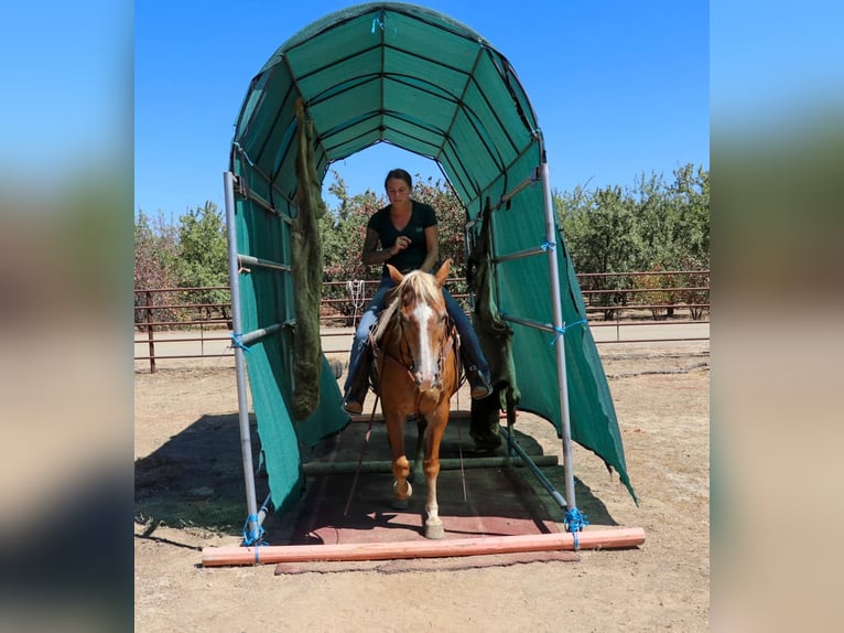 American Quarter Horse Castrone 13 Anni 147 cm Sauro scuro in Pleasant Grove CA