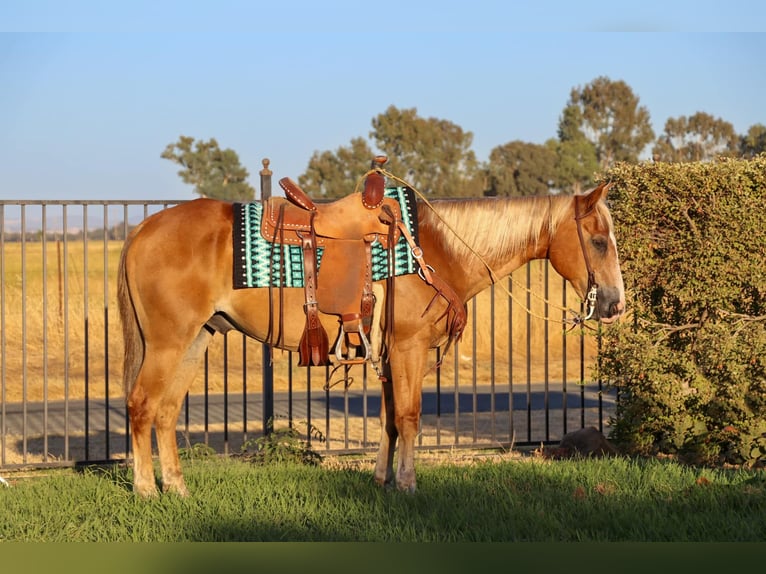 American Quarter Horse Castrone 13 Anni 147 cm Sauro scuro in Pleasant Grove CA