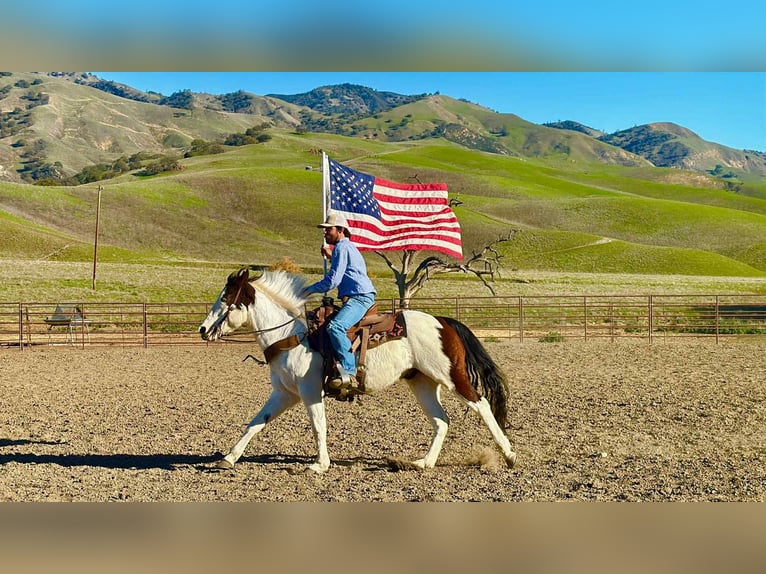 American Quarter Horse Castrone 13 Anni 147 cm Tobiano-tutti i colori in Bitterwater CA