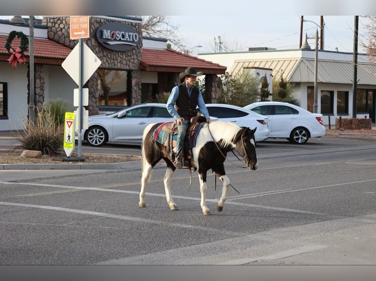 American Quarter Horse Castrone 13 Anni 147 cm Tobiano-tutti i colori in Camp Verde AZ