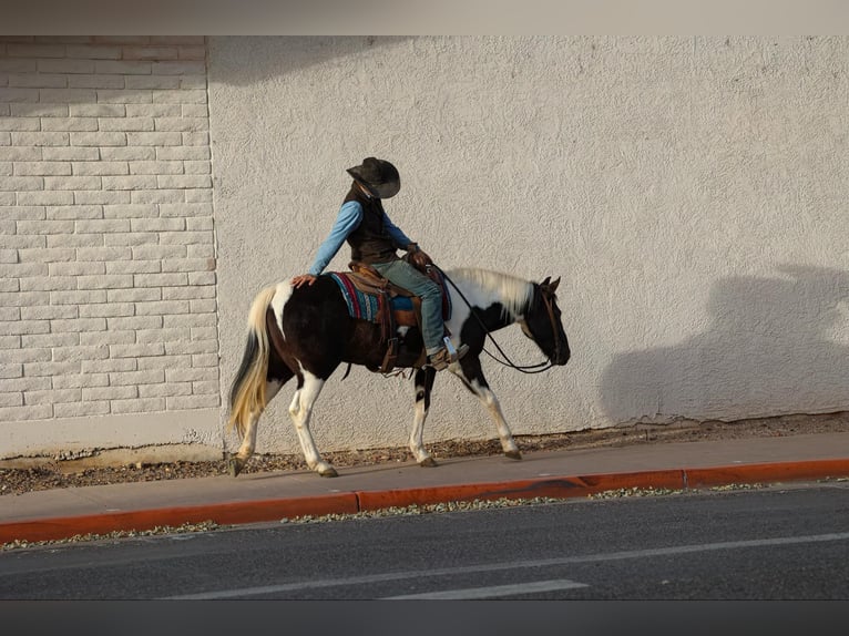 American Quarter Horse Castrone 13 Anni 147 cm Tobiano-tutti i colori in Camp Verde AZ