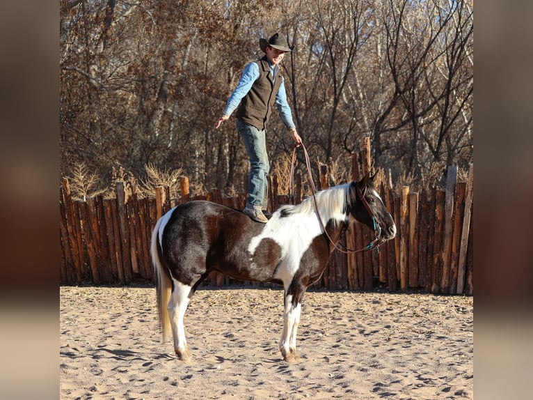 American Quarter Horse Castrone 13 Anni 147 cm Tobiano-tutti i colori in Camp Verde AZ