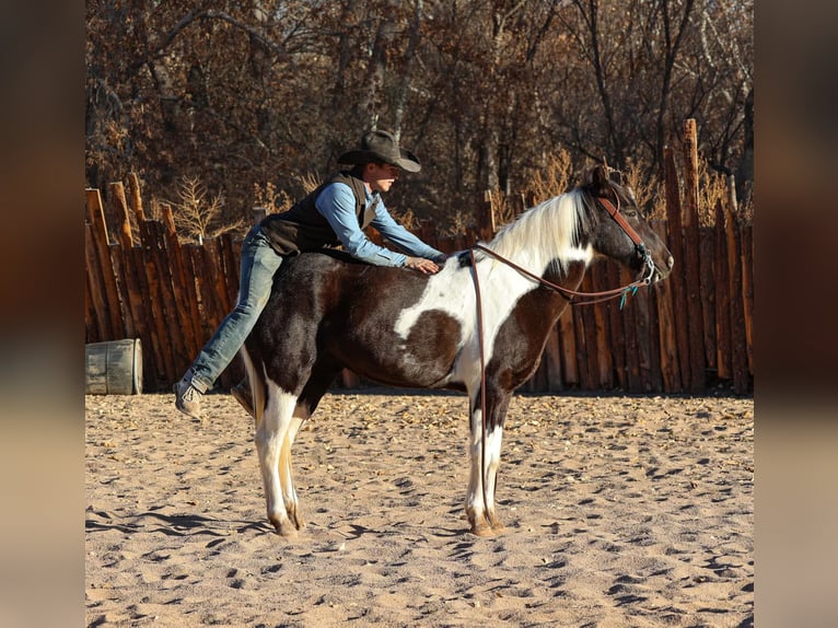 American Quarter Horse Castrone 13 Anni 147 cm Tobiano-tutti i colori in Camp Verde AZ