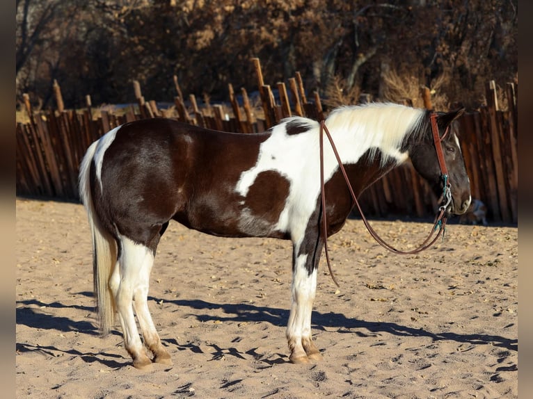 American Quarter Horse Castrone 13 Anni 147 cm Tobiano-tutti i colori in Camp Verde AZ