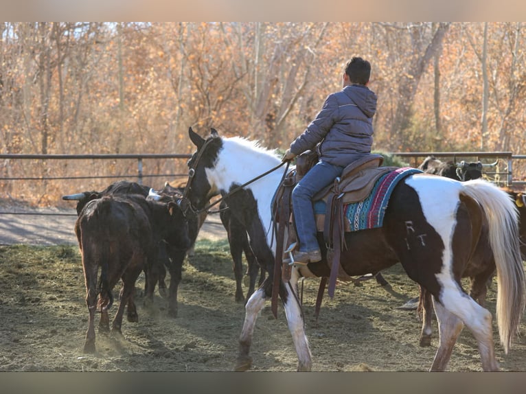 American Quarter Horse Castrone 13 Anni 147 cm Tobiano-tutti i colori in Camp Verde AZ