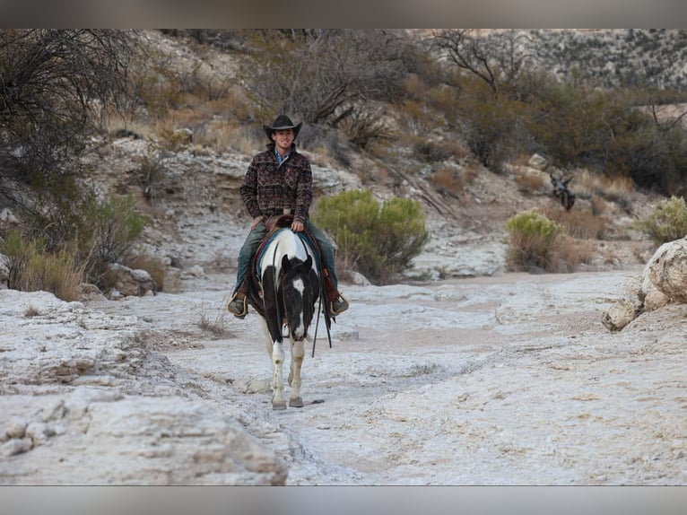 American Quarter Horse Castrone 13 Anni 147 cm Tobiano-tutti i colori in Camp Verde AZ