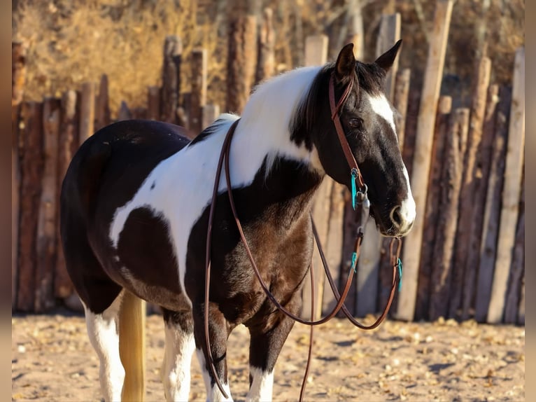 American Quarter Horse Castrone 13 Anni 147 cm Tobiano-tutti i colori in Camp Verde AZ