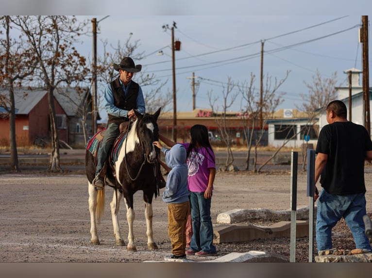 American Quarter Horse Castrone 13 Anni 147 cm Tobiano-tutti i colori in Camp Verde AZ