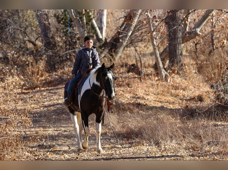 American Quarter Horse Castrone 13 Anni 147 cm Tobiano-tutti i colori in Camp Verde AZ