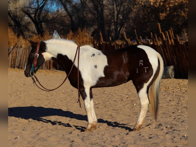 American Quarter Horse Castrone 13 Anni 147 cm Tobiano-tutti i colori in Camp Verde AZ